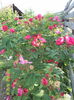 SAM_9373