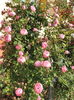 SAM_9421