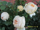 SAM_9432