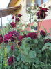 SAM_9434