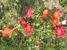SAM_9525