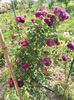 SAM_9538