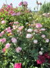 SAM_9584