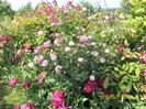 SAM_9585