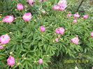 3.Wladislawa (2)