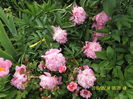 SAM_8954