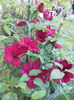 SAM_8209