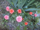 DSC01308