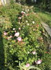 SAM_9387