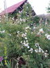 Abigail Adams (2)