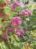 SAM_9384
