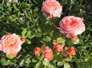 SAM_9470
