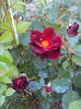 DSC01386