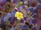 oxalis corniculata