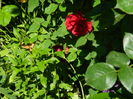 DSCN8132