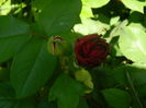 DSCN8136
