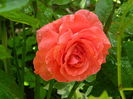DSCN8148