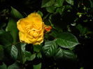 DSCN8164