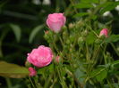 DSCN8282