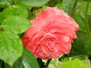 DSCN8408