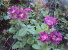 DSC01531