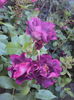 DSC01532