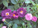 DSC01533