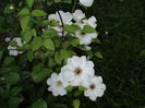 Guernsey Cream