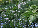 miosotys, garofite, hosta