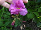 incarvillea delavayi