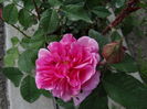 Gertrude Jekyll