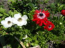 anemone
