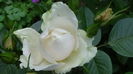 DSC03289