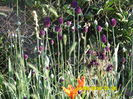 SAM_0757
