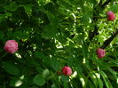 DSCN9093
