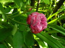 DSCN9095