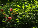 DSCN9101
