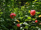 DSCN9104