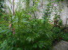 DSCN9178