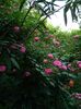 DSCN9186