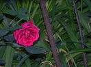 DSCN9201