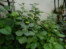 DSCN8774