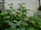 DSCN8775