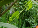 DSCN8784 passiflora