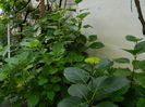 DSCN8915