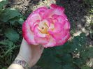 floarea rezistă 5-6 zile