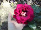floarea rezistă cam 6 zile
