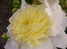 Paeonia Honey Gold