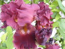 Iris Play with fire