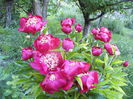 Paeonia Nipon Beauty